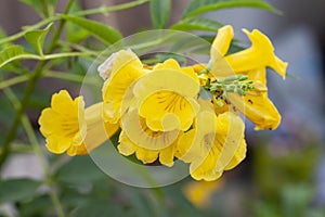 Yellow elder, Trumpetbush, Trumpetflower on nature background.