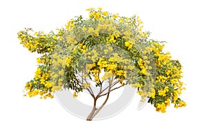 Yellow elder, Trumpetbush, Trumpetflower tree blooming on white background.