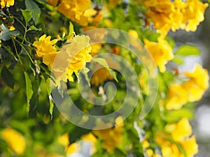 Yellow elder, Trumpetbush, Trumpetflower, trumpet flower name Scientific name Tecoma stans blooming in garden on blurred of nature