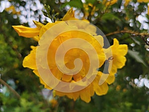 Yellow elder, Trumpetbush, Trumpetflower, Yellow trumpet-flower