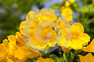 Yellow elder, Trumpetbush, Trumpetflower, Yellow trumpet-flower