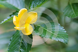 Yellow elder, Trumpetbush, Trumpetflower, Yellow trumpet-flower, Yellow trumpetbush