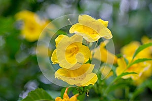 Yellow elder, Trumpetbush, Trumpetflower, Yellow trumpet-flower, Yellow trumpetbush