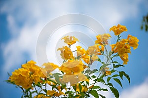 Yellow elder,Trumpetbush, Trumpetflower, Yellow trumpet-flower, Yellow trumpetbush or Tecoma stans