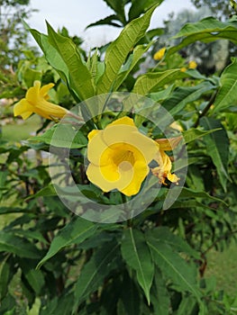 Yellow elder, Trumpetbush, Trumpetflower, Yellow trumpet-flower, Yellow trumpetbushâ€‹