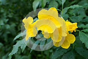 Yellow elder, Yellow bells, or Trumpet vine flowers. [Scientific name : Tecoma stans]