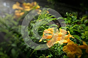 Yellow elder, Yellow bells, or Trumpetflower