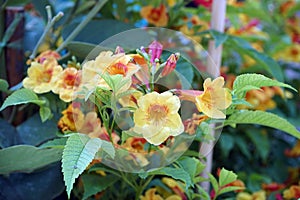 Yellow elder or Yellow trumpet-flower