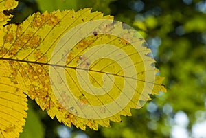 Yellow elm leaf