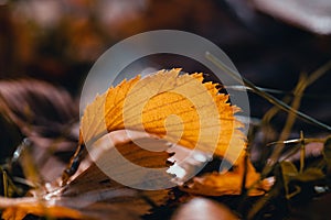 Yellow elm leaf on the grass