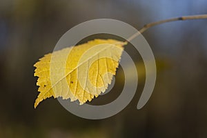 Yellow elms leaf. Colorful foliage in the park. Falling leaves natural background. Autumn season concept