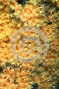 Yellow Encrusting Sea Anemone, Cabo Cope-Puntas del Calnegre Natural Park, Spain