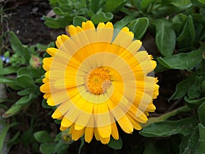 A yellow ENGLISH MARIGOLD close up