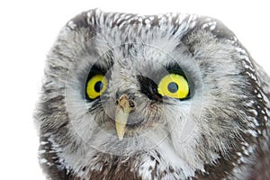 Yellow enormous eyes. Portrait of boreal owl closeup