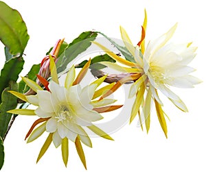 Yellow epiphyllum Flower photo