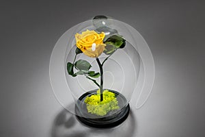 Yellow eternal rose under the glass dome