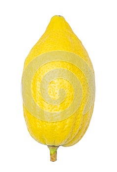 Yellow etrog for Sukkot