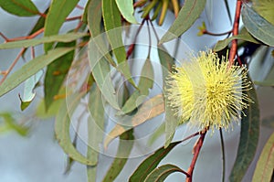 Yellow Eucalyptus gardneri gum tree blossom and leaves