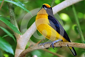 Yellow Euphonia