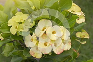 Yellow Euphorbia milli or Crown of Thorns flower bloom in pot in the garden on blur nature background.