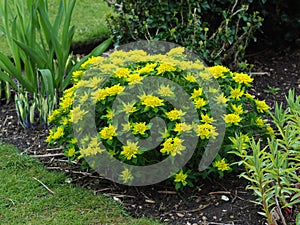 Yellow Euphorbia polychroma flowers in a garden photo
