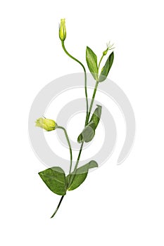 Yellow eustoma flowers prairie gentian isolated on white background.