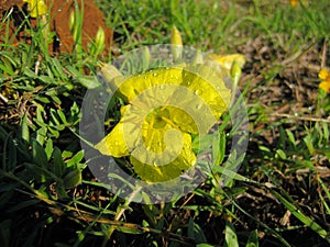 Yellow evening primrose Calylophus serrulatus