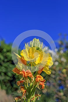 Yellow evening primrose flowers against the blue sky