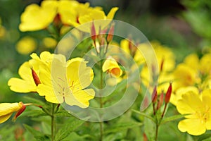 Yellow Evening Primrose Flowers Closeup