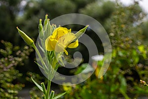 Yellow evening primrose Oenothera biennis, medicine plant for cosmetics, skin care and eczema