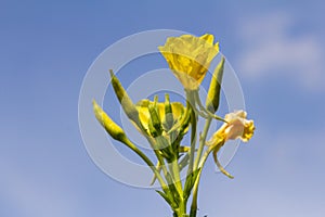 Yellow evening primrose Oenothera biennis, medicine plant for cosmetics, skin care and eczema