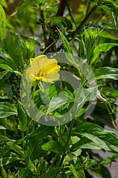 Yellow evening primrose Oenothera biennis, medicine plant for cosmetics, skin care and eczema