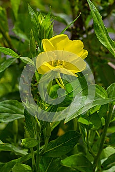 Yellow evening primrose Oenothera biennis, medicine plant for cosmetics, skin care and eczema