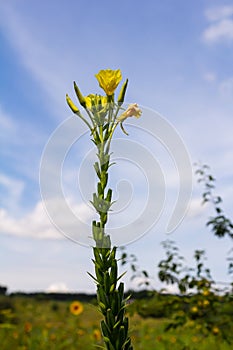 Yellow evening primrose Oenothera biennis, medicine plant for cosmetics, skin care and eczema