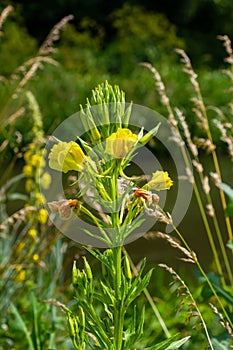 Yellow evening primrose Oenothera biennis, medicine plant for cosmetics, skin care and eczema