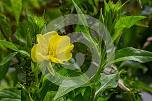 Yellow evening primrose Oenothera biennis, medicine plant for cosmetics, skin care and eczema