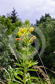 Yellow evening primrose Oenothera biennis, medicine plant for cosmetics, skin care and eczema