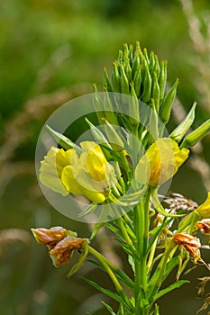 Yellow evening primrose Oenothera biennis, medicine plant for cosmetics, skin care and eczema