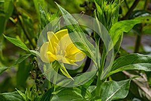 Yellow evening primrose Oenothera biennis, medicine plant for cosmetics, skin care and eczema