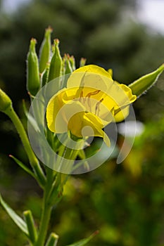 Yellow evening primrose Oenothera biennis, medicine plant for cosmetics, skin care and eczema