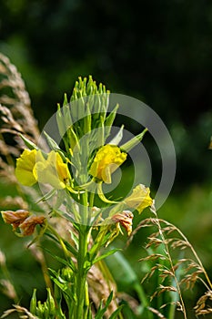 Yellow evening primrose Oenothera biennis, medicine plant for cosmetics, skin care and eczema photo