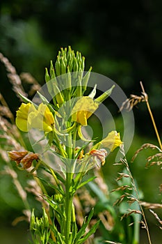 Yellow evening primrose Oenothera biennis, medicine plant for cosmetics, skin care and eczema photo