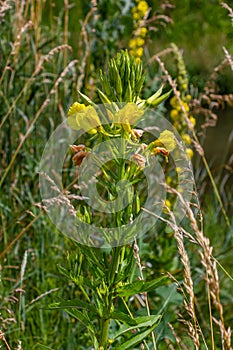 Yellow evening primrose Oenothera biennis, medicine plant for cosmetics, skin care and eczema photo