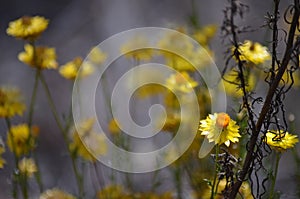 Yellow everlasting daisy moody spring background
