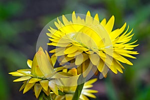 Yellow Everlasting Flower