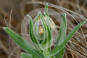 Yellow everlasting Helichrysum cooperi, budding plant