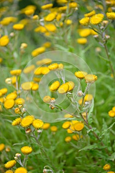 Yellow everlasting Helichrysum cooperi yellow flowering plants