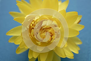 Yellow Everlasting Paper-Like Flower, Paper Daisy