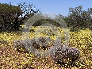 Yellow Everlasting and Pink Shrub Wildflowers in Western Australian outback