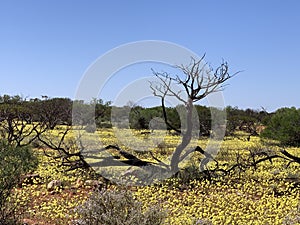 Yellow Everlasting Wildflowers in Western Australian outback